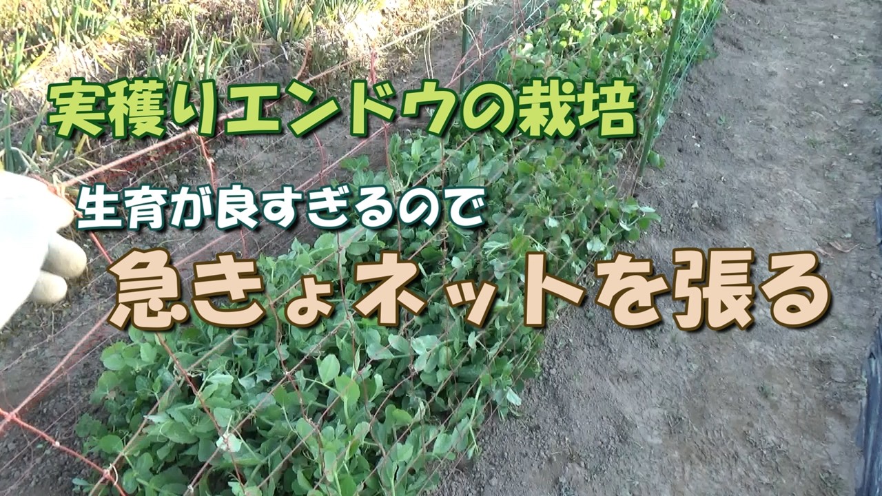 【家庭菜園】実穫りエンドウ初めての栽培②－生育が良すぎるので急きょネットを設置する－
