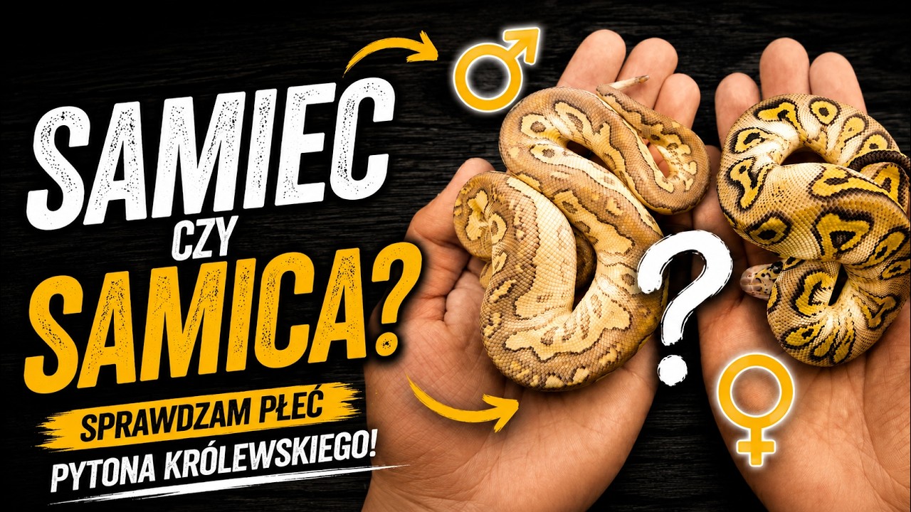 Jak sprawdzić płeć u pytona królewskiego? Samiec czy samica?