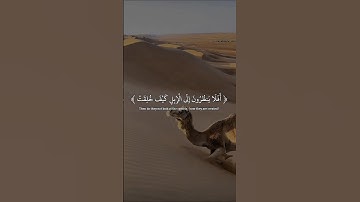 أفلا ينظرون إلى الإبل كيف خلقت القارئ عبدالرحمن مسعد ❤ 🎧