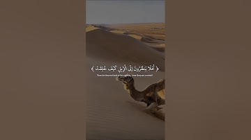 أفلا ينظرون إلى الإبل كيف خلقت القارئ عبدالرحمن مسعد ❤ 🎧