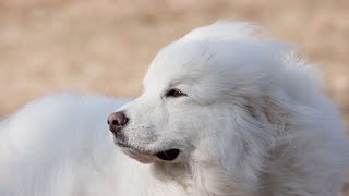 Feeding Great Pyrenees: Dietary Restrictions & Tips