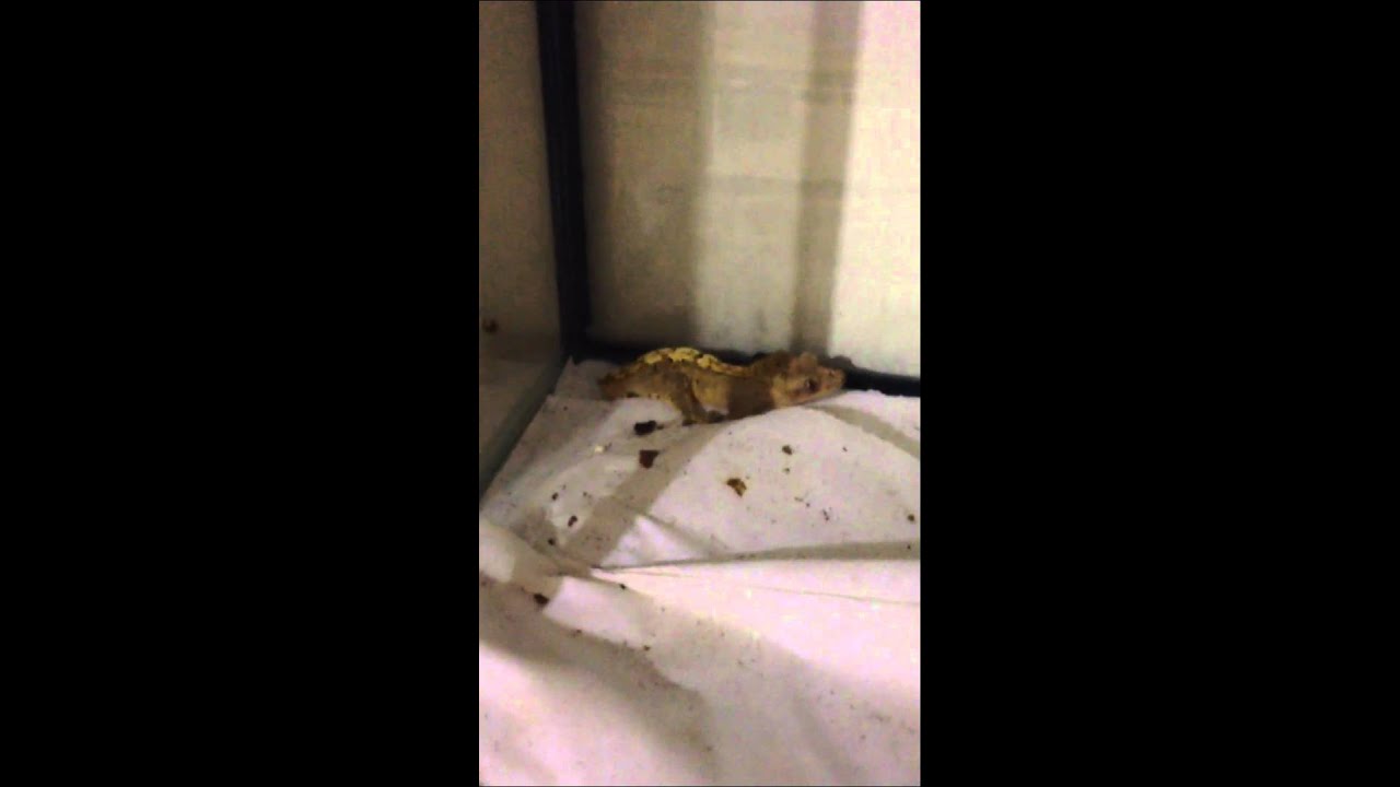 camera iphone 8 plus apk Pyrexx Reptiles - Crested Geckos Update