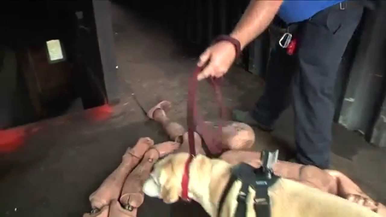 Arson dogs put their fire sniffing skills to the test