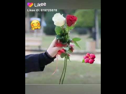 نغمة قلبي