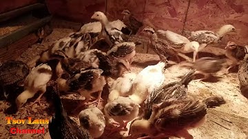 Hmong USA Chickens Farm/ Hmoob Meskas Yug Qaib 2018