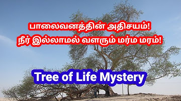 The Mysterious Tree of Life in Bahrain | A Desert Wonder