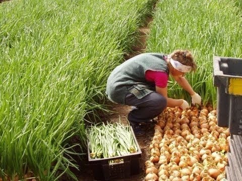 Video: Ko'chatlar uchun pirasa ekish. Piyoz: saytda o'sadi