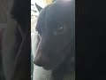 shadowwwwwww