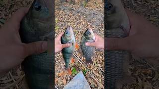 Астраханская рыбалка. ОСЕНЬ 2025 🍂 #fishing #рыбалка #астраханскаярыбалка #подпишись #лайк #осень