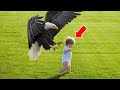 Eagle Suddenly Swoops Down and Carries Off A Child – The Reason Behind It Surprised Everyone