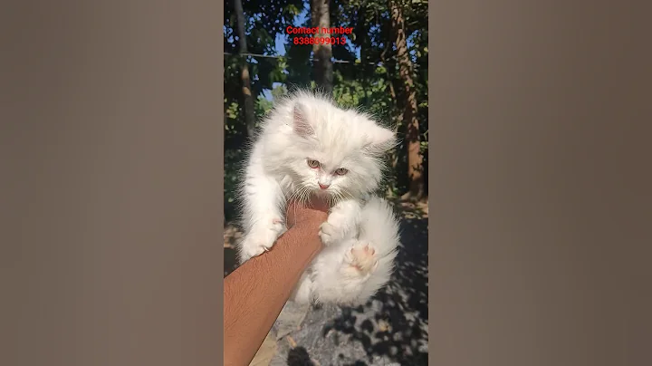Video 11612911: persiancat persians, persiancat white cat kitten, quality persian cat kitten, persian kittens low