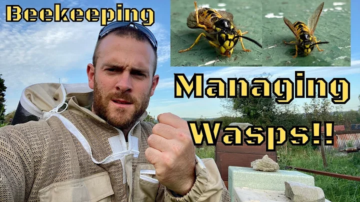Stopper les guêpes de tuer vos abeilles: astuces pour protéger votre ruche!