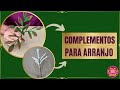 🔸COMPLEMENTOS PARA ARRANJOS🔸