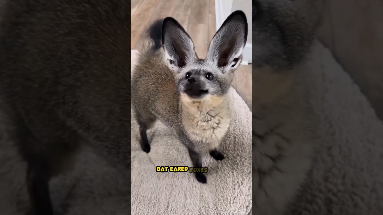 The Super Sharp Hearing Bat Eared Fox 