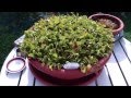 My venus flytrap (Dionaea Muscipula) incredible growth!