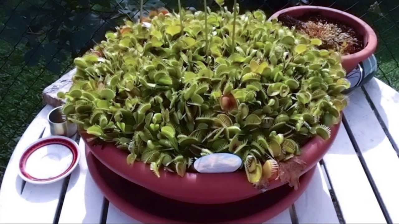 My venus flytrap (Dionaea Muscipula) incredible growth!