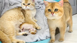 Mom cat realized that dad cat would not help, and began to feed newborn kitten herself