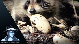 Raccoons Kits Eat Alligator Eggs 01
