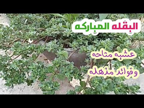 فيديو: حديقة الرجلة