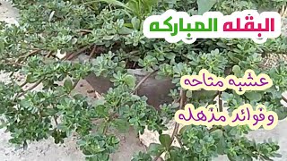 ما هي فوائد الرجله المزهله  .. وكيف تحصل عليها وتزرعها في بيتك  @green.home.