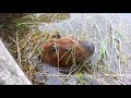 EL Chigüiro el roedor mas grande del mundo (Hydrochoerus hydrochaeris)