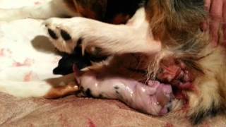 Winnie gives birth to Snow, Australian Shepherd by WinniesAussiePups 11,713 views 10 years ago 2 minutes, 6 seconds