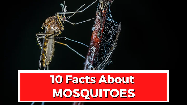 10 FACTS ABOUT MOSQUITOES