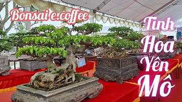 ZBV-YM3:Những tác phẩm Bonsai mini xuất sắc mang tính biểu tượng tại E.coffee Yên Mô Ninh Bình