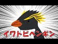 イワビーと遭遇した話【けもV切り抜き / フンボルトペンギン】