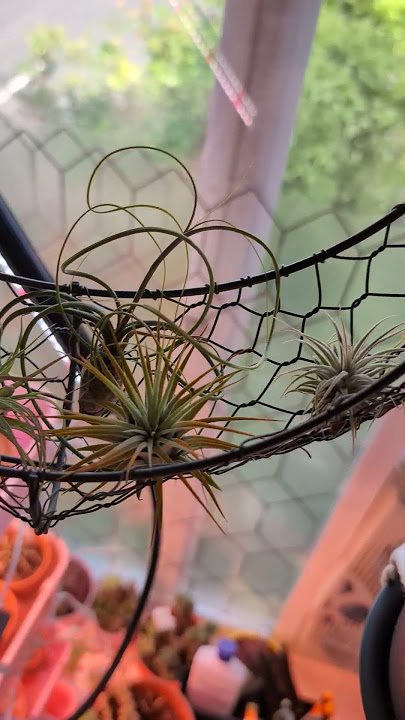 air plants rocking gently #plants #airplants #tillandsia #garden
