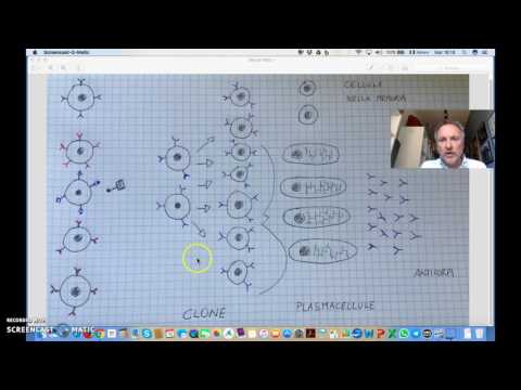 Video: Differenza Tra Linfociti T E Linfociti B