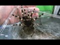 TARANTULA VIDEO 10 ケージ内の紹介 サンタレム・ピンクヘアード　タランチュラ　Acanthoscurria geniculata