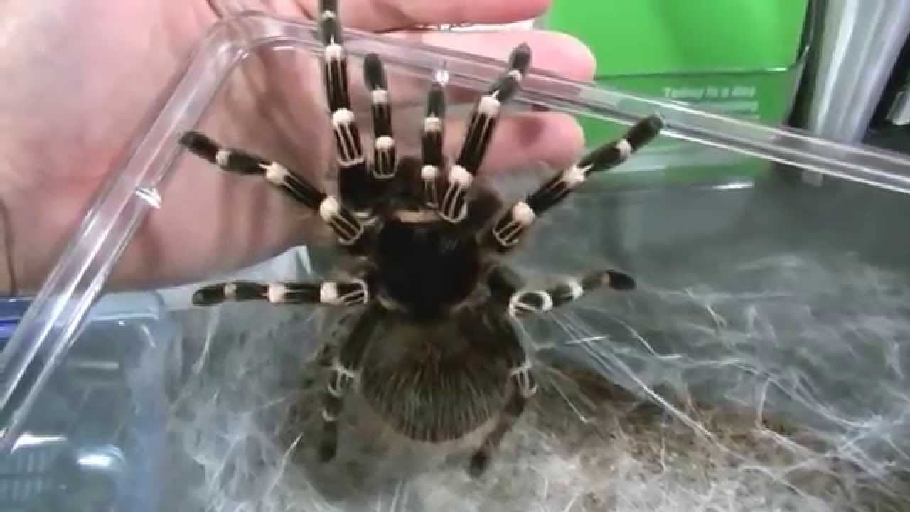 Tarantula Video 10 ケージ内の紹介 サンタレム ピンクヘアード タランチュラ Acanthoscurria Geniculata Youtube