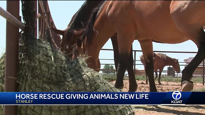 Abused horses getting a second chance at life - DayDayNews