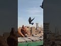 حمام غزار يساوي الفات بيطير هوا ده النش