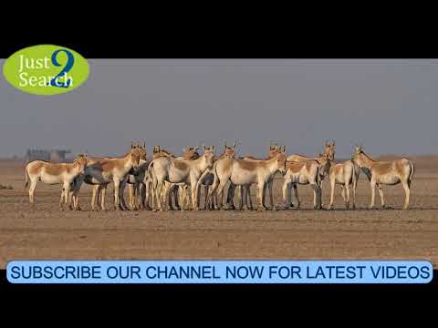 Video: Little Rann iz Kutch's Wild Ass Sanctuary: Travel Guide