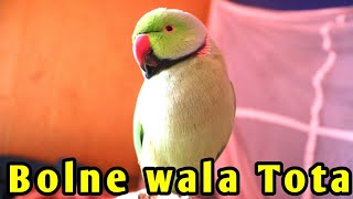 मैं बोलने वाला तोता हूं 🐥|| Destech parrot