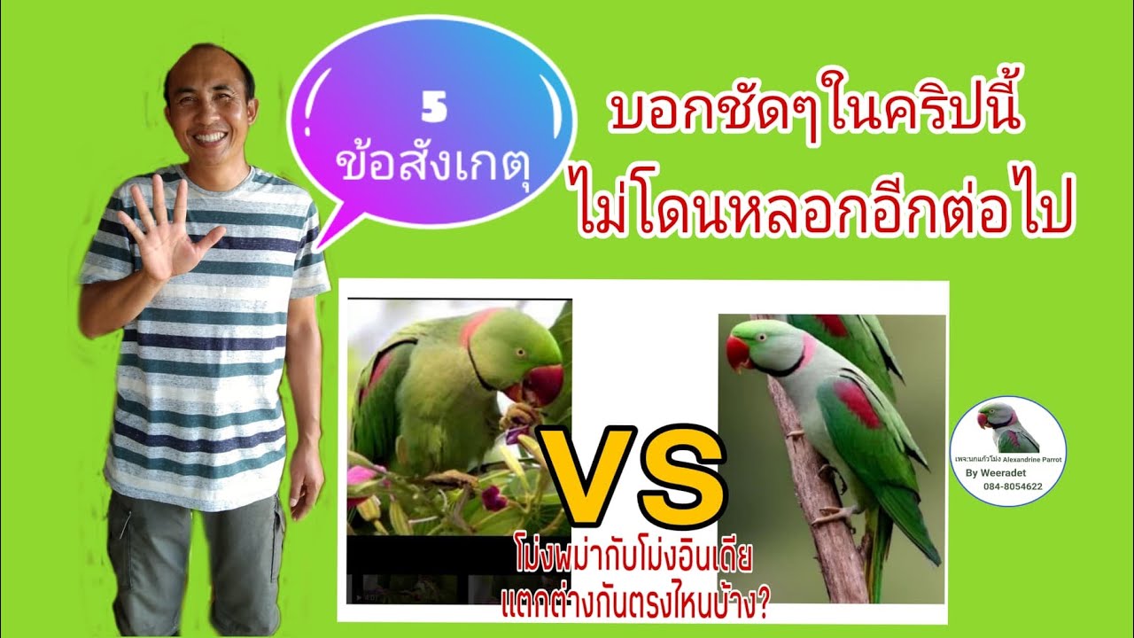 นกแก้วโม่งอินเดียกับนกแก้วโม่งพม่าแตกต่างกันอย่างไร