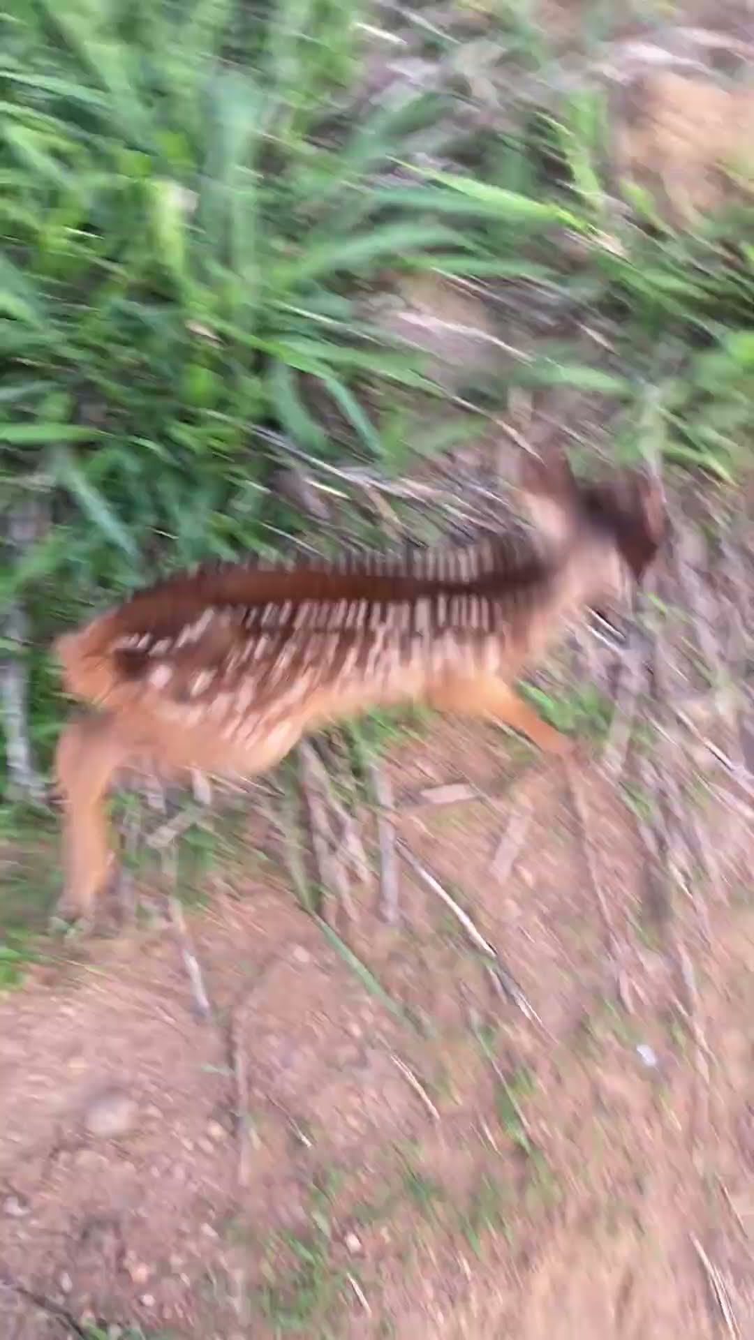 Cute Fawn Found Wandering in Field After Falling from Ravine