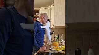 This Cat Wants a Hug – Will You Say No?