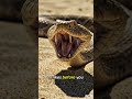 5 Desert Animals That Will Completely Shock You! 🏜️☠️#DesertAnimal#Wildlife #AnimalFacts #Desert