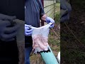 Fleshing rabbit hides for tanning