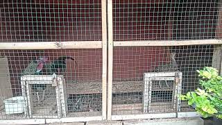 Suara master ayam hutan hijau