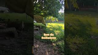 #sitio #sitiodozero #vidanocampo #vidanaroça #galinhq #galo #cabra #bode #deus #jesus