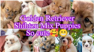 Famous GOLDEN RETRIEVER SHIHTZU MIX PUPPIES SO CUTE 😁😅🤗 Profile