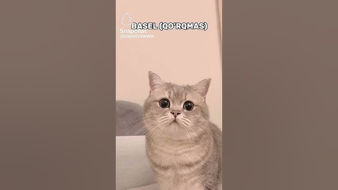 Natali Dormer bilan porno video