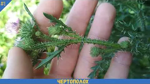 Как выглядит ЧЕРТОПОЛОХ | БОДЯК ПОЛЕВОЙ крупным планом