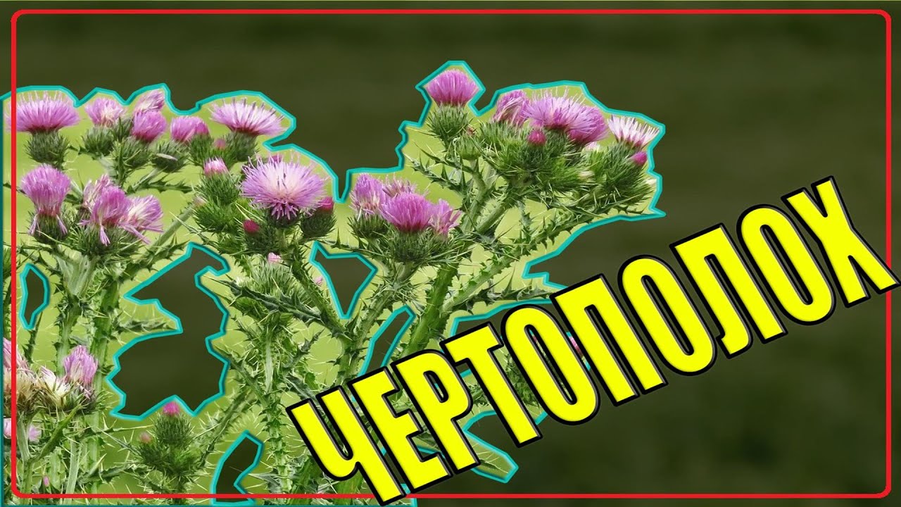 Как выглядит ЧЕРТОПОЛОХ | БОДЯК ПОЛЕВОЙ крупным планом