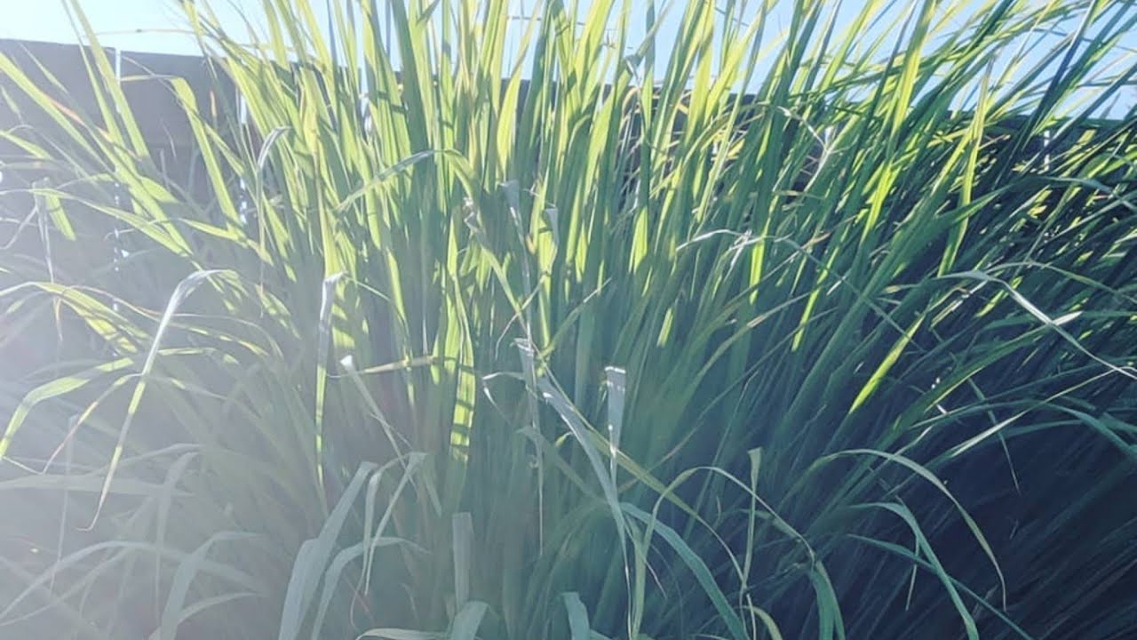 How I Cut Back My Lemongrass Plant YouTube How I Cut Back My Lemongrass Plant YouTube