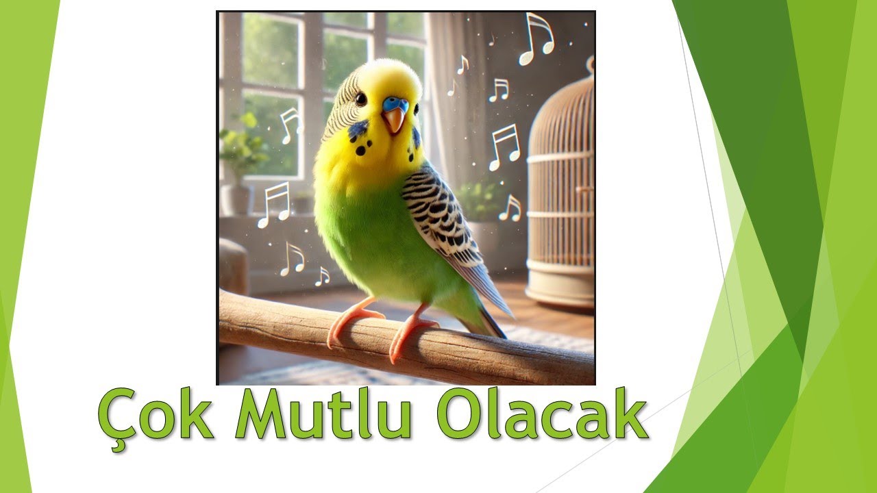 Kuşunuza Yoldaş Olacak Harika Muhabbet Kuşu Sesleri , Muhabbet kuşu Alıştırma , Muhabbet kuşu Ötme